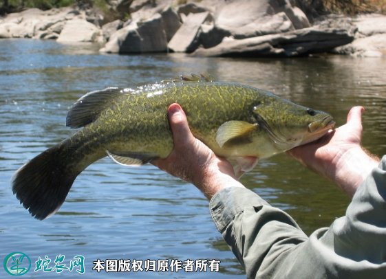 2021年8月28日淡水鲈鱼价格行情、今日虫纹鳕鲈多少钱一斤?