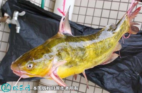 2021年8月28日黄颡鱼价格行情、今日昂刺鱼、黄骨鱼多少钱一斤?