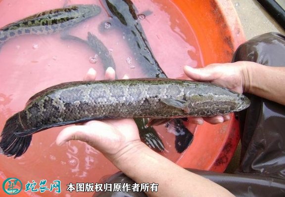 2021年8月28日黑鱼价格行情、今日乌鳢鱼多少钱一斤?