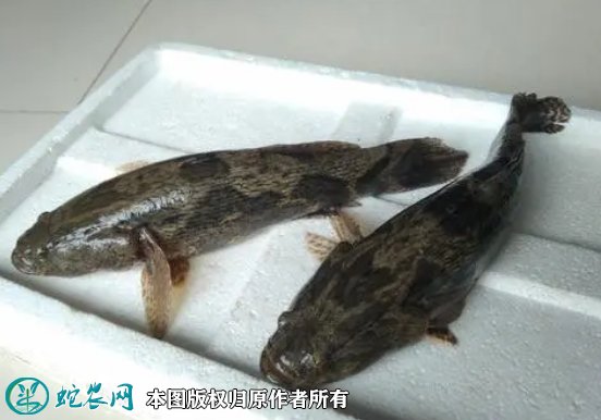 2021年8月28日笋壳鱼价格行情、今日尖塘鳢多少钱一斤?