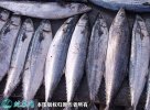 2021年8月29日鲐鲅鱼价格行情、...