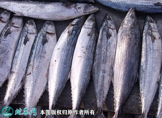 2021年8月29日鲐鲅鱼价格行情、今日青占鱼/鲐鲅鱼多少钱一斤？