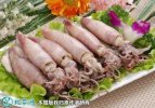 2021年8月29日墨鱼价格行情、今...