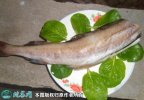 2021年8月29日鳕鱼价格行情、今...