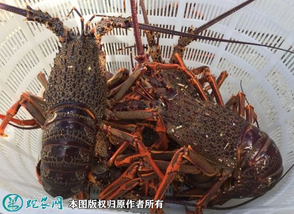 2021年8月30日澳洲龙虾价格行情、今日澳洲龙虾多少钱一斤?