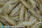 2021年8月31日对虾价格行情、今...
