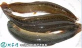 2021年8月31日台湾泥鳅价格行情...