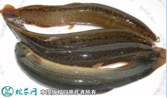 2021年8月31日台湾泥鳅价格行情、今日台湾泥鳅多少钱一斤?
