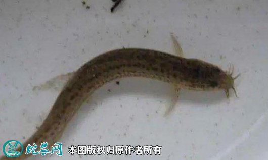 2021年9月1日真泥鳅价格行情、今日真泥鳅、青泥鳅多少钱一斤?