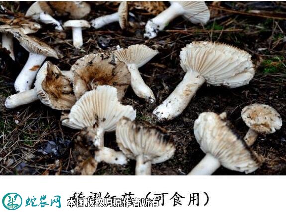 广东祖孙3人食用毒蘑菇致死！农民朋友切勿采食野外蘑菇！