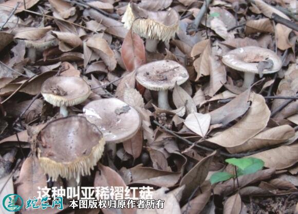 广东祖孙3人食用毒蘑菇致死！农民朋友切勿采食野外蘑菇！