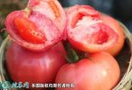 2021年9月10日毛粉西红柿价格行...