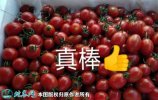 2021年9月11日釜山88圣女果价...