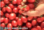 2021年9月11日贝贝圣女果价格行...