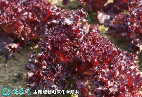 2021年9月12日紫叶生菜价格行情、今日紫叶生菜多少钱一斤？