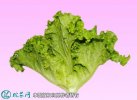 2021年9月12日意大利生菜价格行...