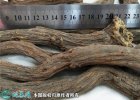 2021年9月14日中江丹参价格行情...