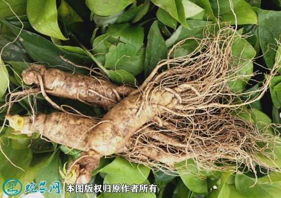2021年9月14日边条参价格行情、今日边条参多少钱一斤?