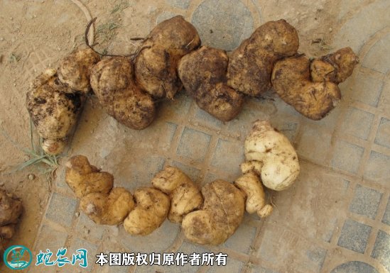 2021年9月14日滇黄精价格行情、今日滇黄精多少钱一斤?