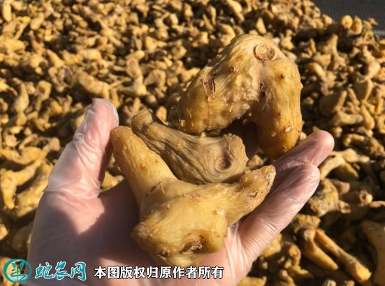 2021年9月14日鸡头黄精价格行情、今日鸡头参多少钱一斤?