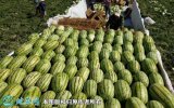 2021年9月16日安农二号西瓜价格...