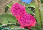 2021年9月16日红心火龙果价格行...