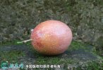 2021年9月17日满天星百香果价格...