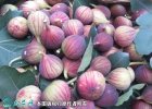 2021年9月17日玛斯义陶芬无花果...