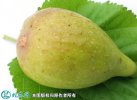 2021年9月17日布兰瑞克无花果价...