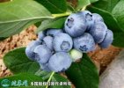 2021年9月17日奥尼尔蓝莓价格行...