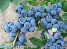 2021年9月17日绿宝石蓝莓价格行...