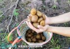 2021年9月17日野生猕猴桃价格行...