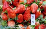 2021年9月18日章姬草莓价格行情...