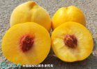 2021年9月20日锦绣黄桃价格行情...