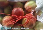 2021年9月20日518油桃价格行...