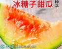 2021年9月20日冰糖子甜瓜价格行...