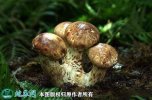2021年9月21日松茸价格行情、今...
