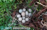 2021年9月22日野鸡蛋价格行情、...