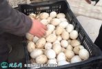 2021年9月22日鲜鹅蛋价格行情、...