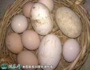 2021年9月22日土鹅蛋价格行情、...