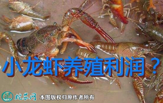 小龙虾养殖利润图1