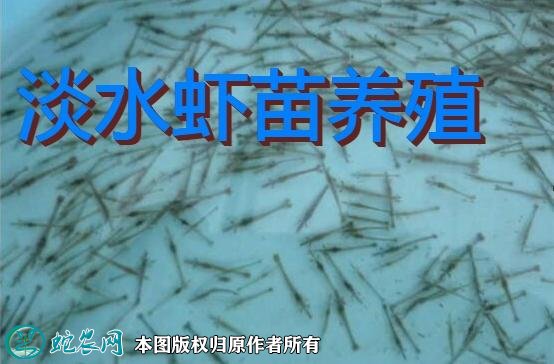 淡水虾苗养殖图1