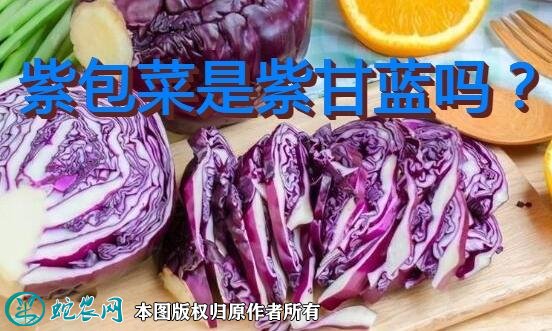 紫包菜是紫甘蓝吗