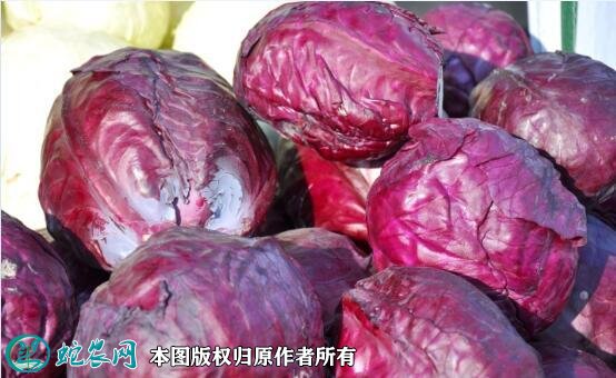紫包菜图片