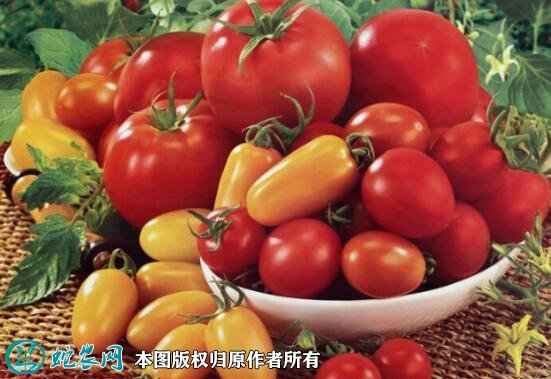 吃西红柿的好处图4