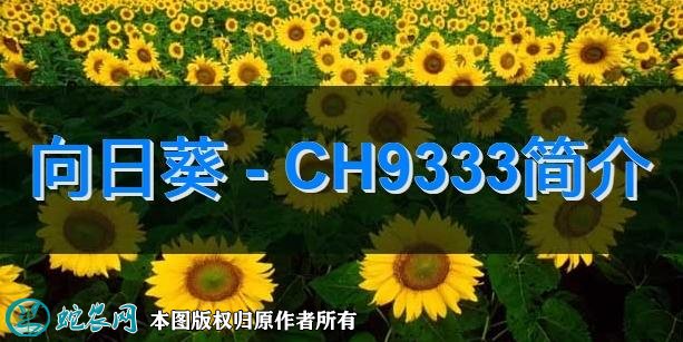 向日葵新品种：CH9333简介