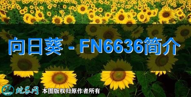向日葵新品种：FN6636简介