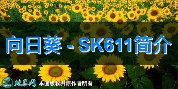 向日葵新品种：SK611简介