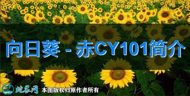 向日葵新品种：赤CY101简介