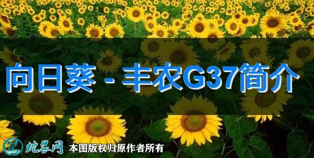 向日葵新品种：丰农G37简介